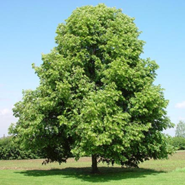     Tilia cordata  